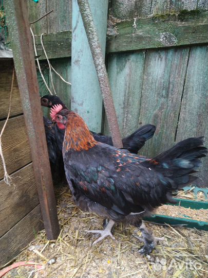 Молодые петушки Мараны