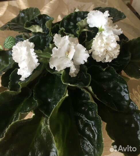 Отростки цветов