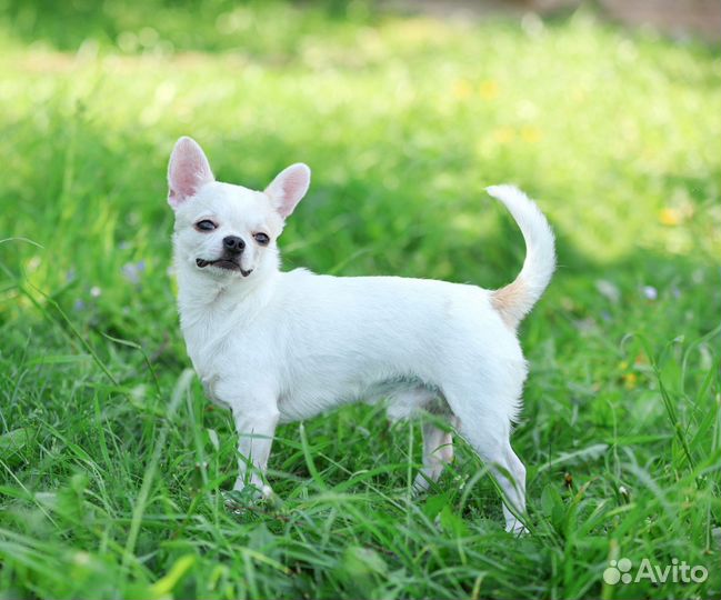 Чихуахуа мальчик