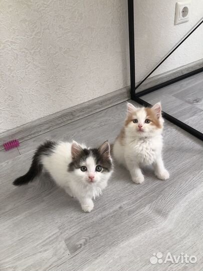 Маленькие Сибирские котята в добрые руки в дар