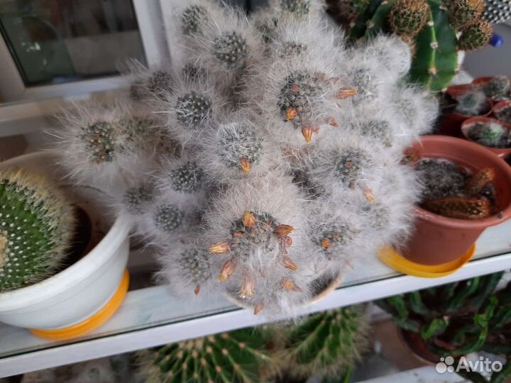 Кактусы маммиллярия бокасанская и побегоносная