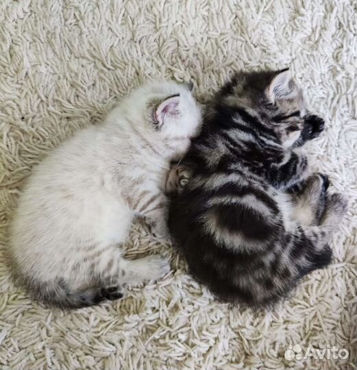 Шотландские котята