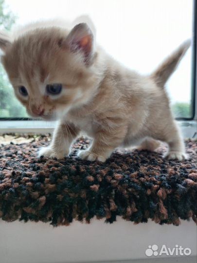 Милейшие котята