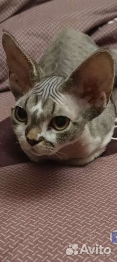 Котята девон-рекс девочка