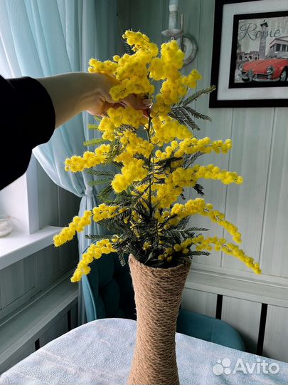 Мимоза букетная