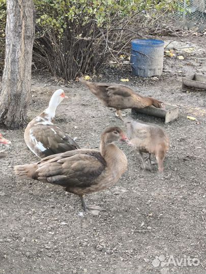 Утки шипуны