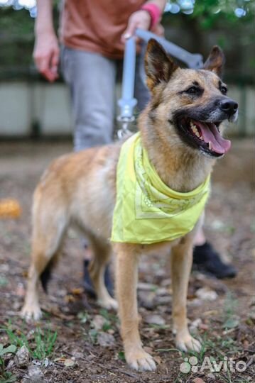 Собака в добрые руки