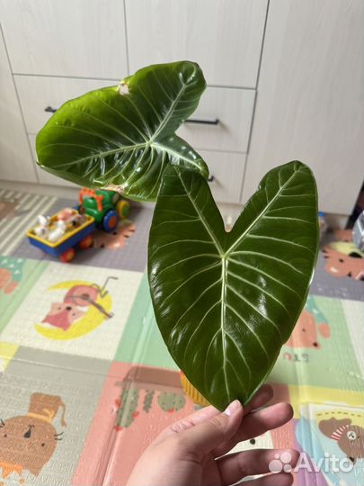 Алоказия айвори кост и алоказия стингрей