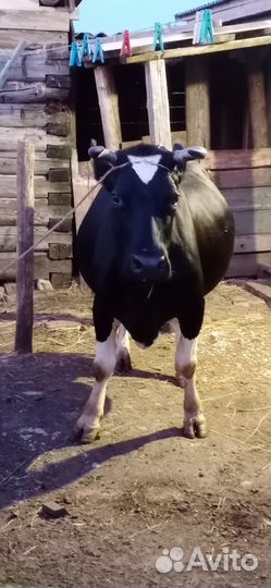 Продаем корову