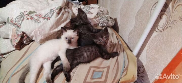 Шотландские котята