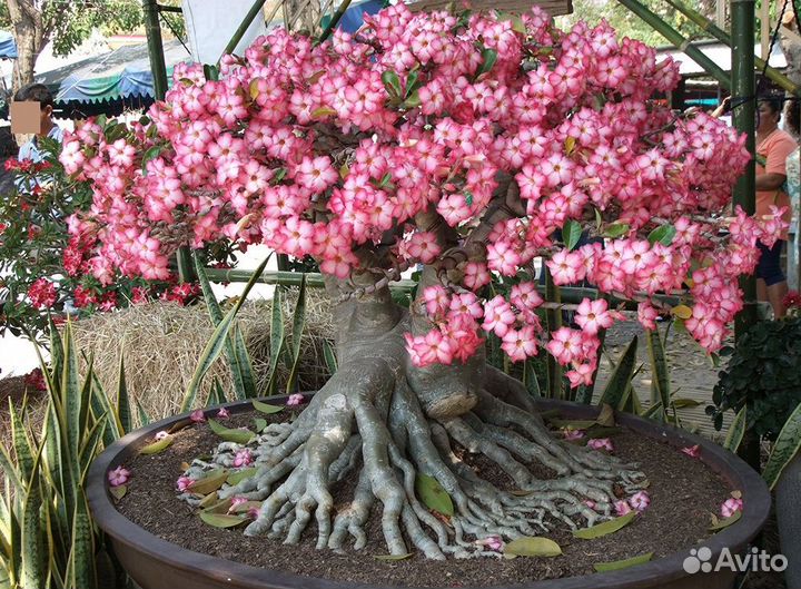 Адениум абессум