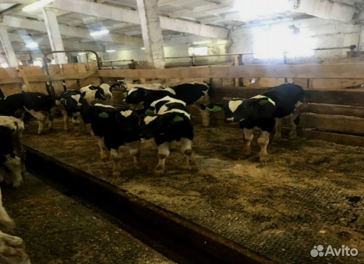 Бычки 1-3мес