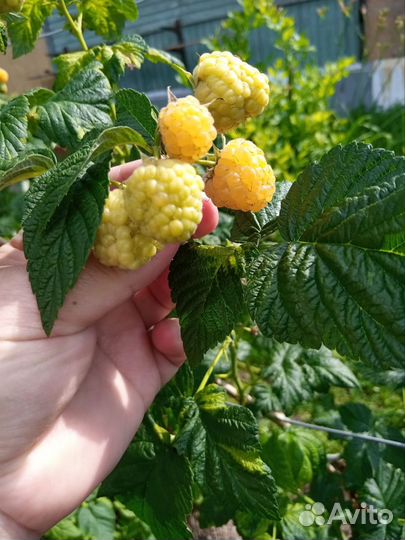 Малина желтая саженцы