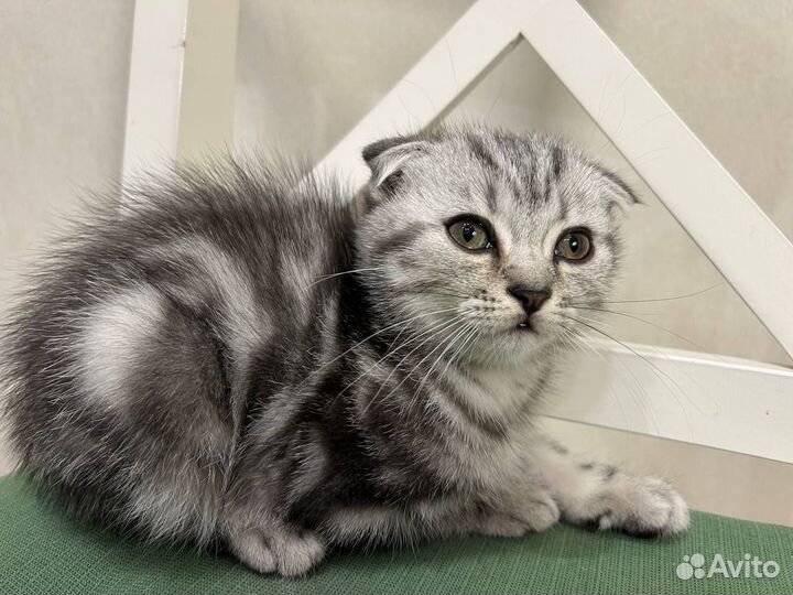 Шотландская вислоухая