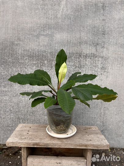 Молочай с горшком