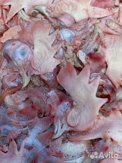Куры, шеи, головы на корм животным