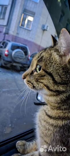 Отдам кота в добрые руки