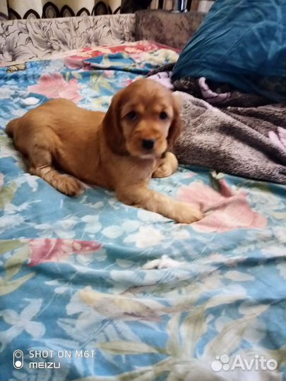 Русский спаниель