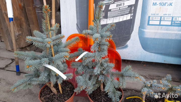 Голубые ели