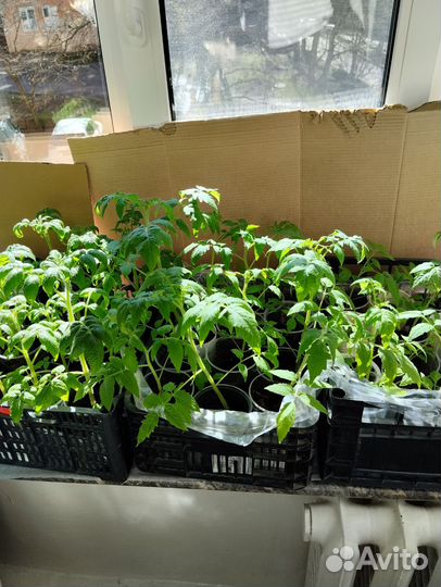 Рассада помидор и перцев