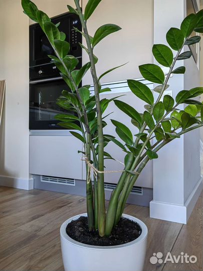 Замиокулькас