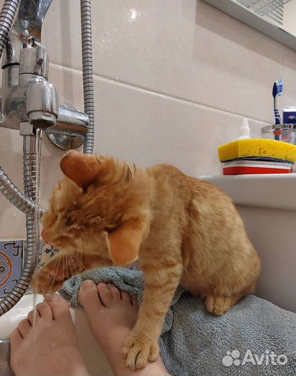 Рыжий котенок 5-6 месяцев