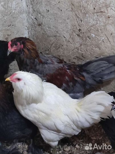 Молодой петух Амераукана