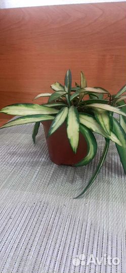 Хойя эскимо