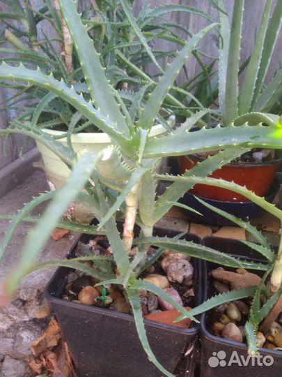 Алоэ столетник