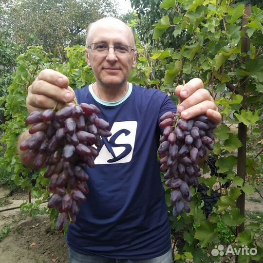 Саженцы винограда