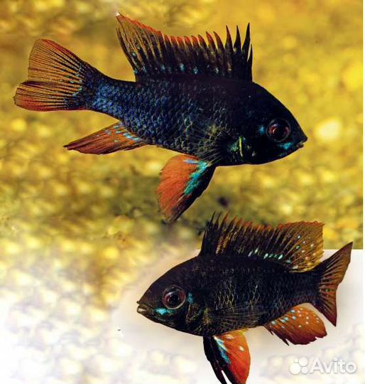 Цихлида Апистограмма Темный Рыцарь Черная