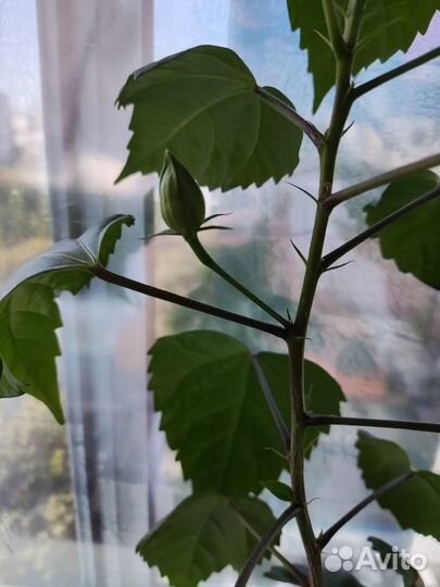 Гибискус китайская роза махровая 2 шт