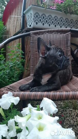 Французский бульдог щенки