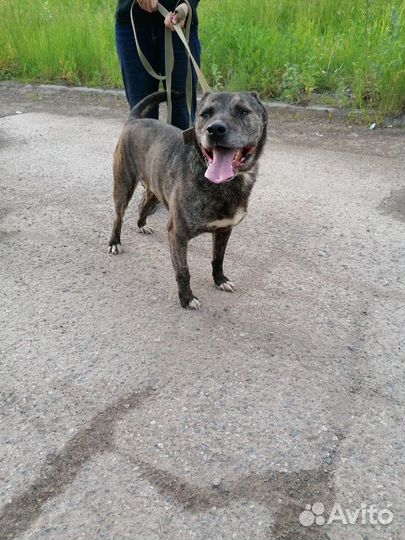 Пристраивается кобель 