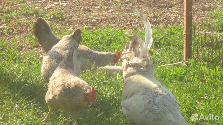 Цыплята породистой несушки