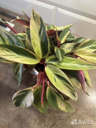 Строманта хортиколор