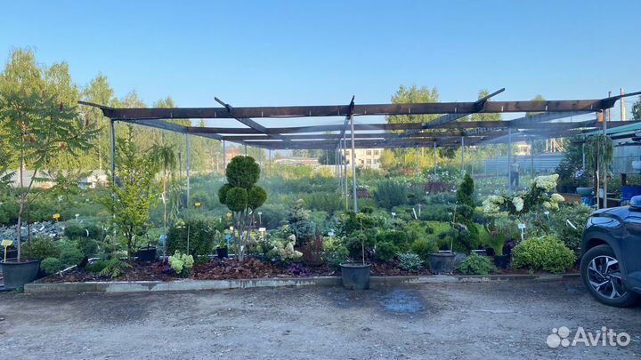 Все растения в одном месте сц«Любимый