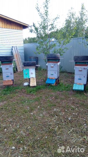 Улей с пчелами