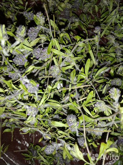 Мята,чабрец,душица