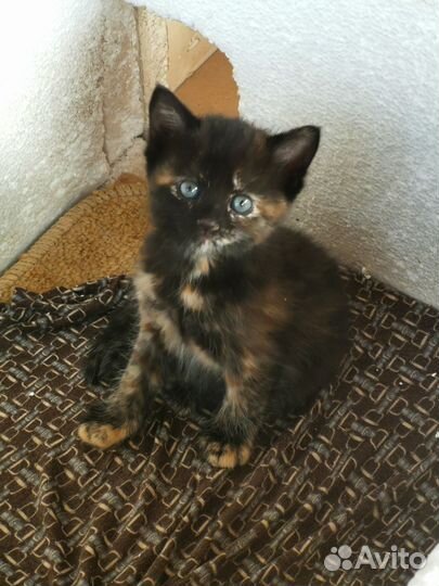 Кошка в дар бесплатно