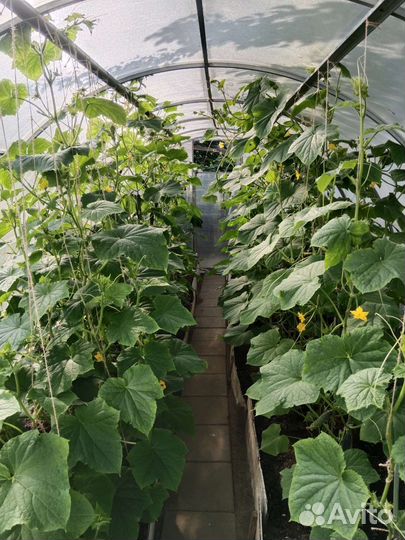 Огурцы свежие домашние