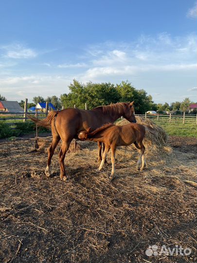 Кобыла с жеребенком