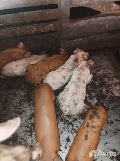 Поросята ландрас дюрок