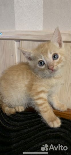 Рыжие котята