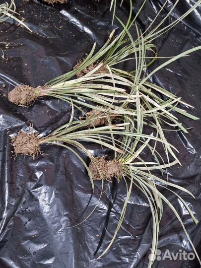 Офиопогон пёстролистный