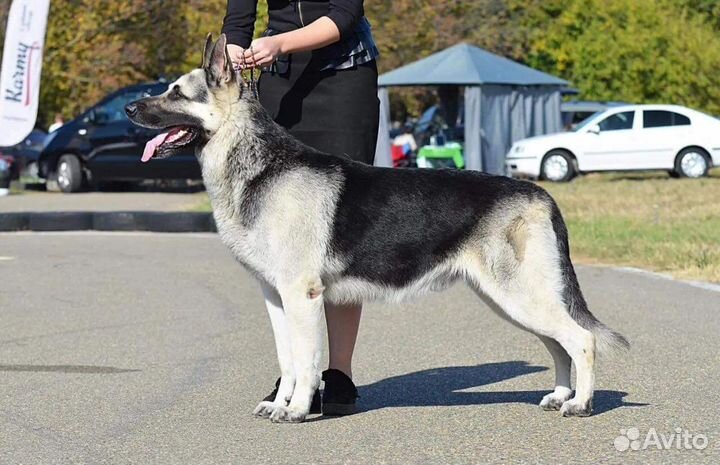 Щенки Восточноевропейской овчарки