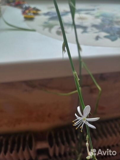 Хлорофитум