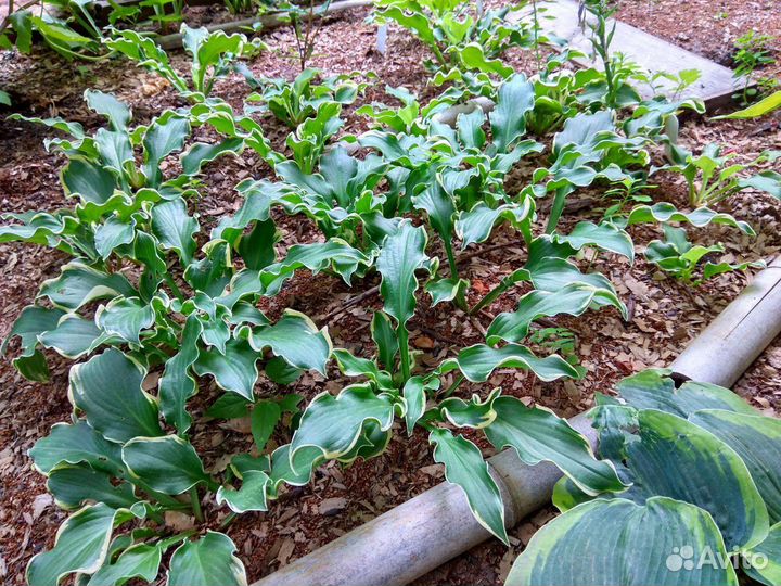 Хоста Уиии- восторг