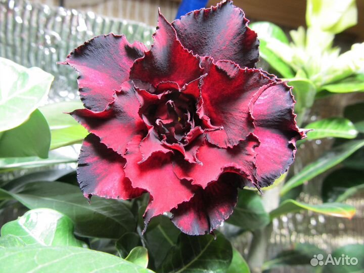 Адениум, прививки, черенки