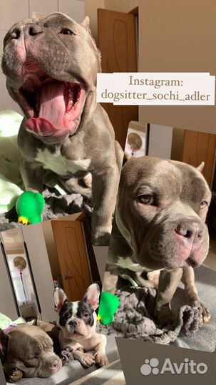 Передержка собак (в том числе крупных)